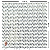 Polyester Netting (white, 108x32 mesh) [4 yards]