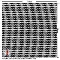 Nylon Netting (white, 44x32 mesh) [4 yards]