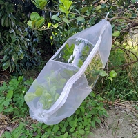 Insect Rearing Sleeve (L70 x W30 cm) [pack of 6]