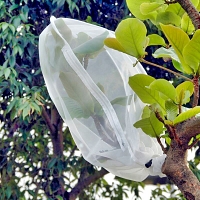 Insect Rearing Bag (L71 x W48 cm) [pack of 8]