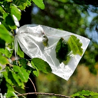Insect Rearing Bag (L40 x W25 cm) [pack of 18]