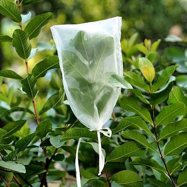 Insect Rearing Bag (L30 x W20 cm) [pack of 24]